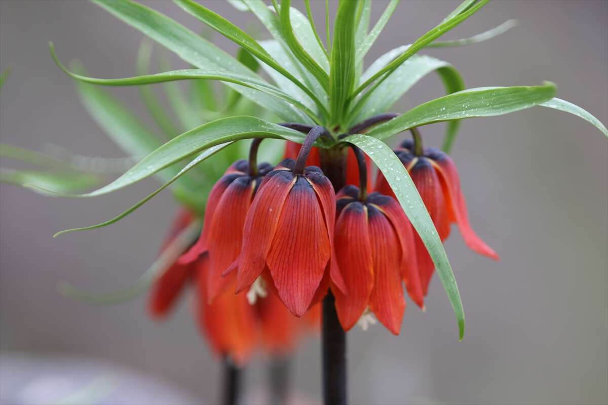 Ters laleler açtı, koparmanın cezası ise dudak uçuklattı 10